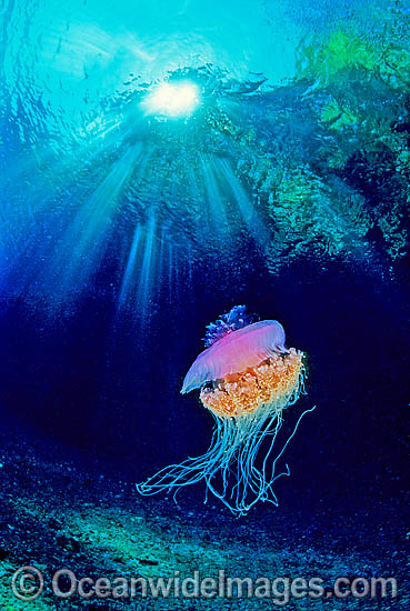 Crown Jellyfish Netrostoma setouchina photo