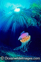 Crown Jellyfish Netrostoma setouchina Photo - Bob Halstead