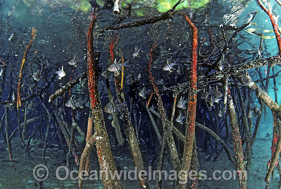 Cardinalfish (Sphaeramia orbicularis) sheltering amongst Mangrove roots (Possibly: Rhizophora sp.) during high tide. Papua New Guinea Photo - Bob Halstead Cardinalfish (Sphaeramia orbicularis) sheltering amongst Mangrove roots (Possibly: Rhizophora sp.) during high tide. Papua New Guinea Photo - Bob Halstead