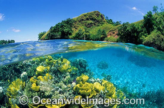 Hard Corals tropical Island beach photo
