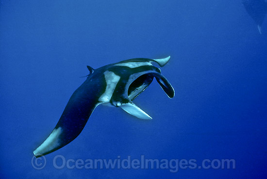 Giant Oceanic Manta Ray (Manta birostris). Also known as Devil Ray and Devilfish. Indo-Pacific Photo - Bob Halstead Giant Oceanic Manta Ray (Manta birostris). Also known as Devil Ray and Devilfish. Indo-Pacific Photo - Bob Halstead