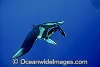 Manta Ray Manta birostris Devilfish Photo - Bob Halstead