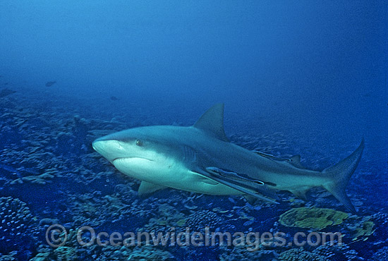 Bull Shark Carcharhinus leucas photo