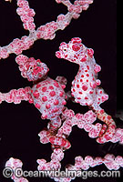 Pygmy Seahorse pair Gorgonian Fan Coral Photo - Gary Bell