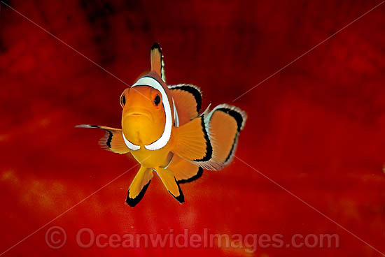 Western Clownfish (Amphiprion ocellaris) amongst anemone tentacles. Also known as Western Anemonefish or Clown Anemonefish. Bali, Indonesia Photo - Gary Bell Western Clownfish (Amphiprion ocellaris) amongst anemone tentacles. Also known as Western Anemonefish or Clown Anemonefish. Bali, Indonesia Photo - Gary Bell