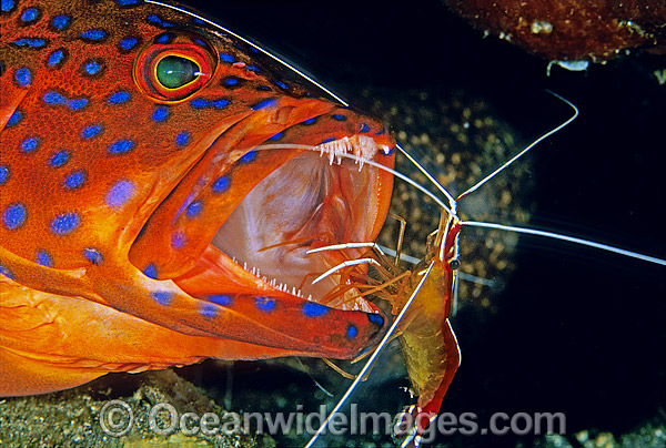 Cleaner Shrimp cleans Coral Grouper photo Cleaner Shrimp cleans Coral Grouper photo