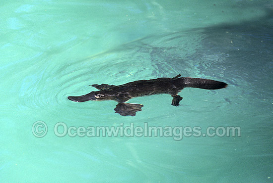 Duck-billed Platypus (Ornithorhynchus anatinus) in rainforest stream. Platypus are monotremes (egg laying mammals). The male Platypus has venomous spurs located on the inside of their hind legs capable of injuring humans and killing animals. Australia Photo - Gary Bell Duck-billed Platypus (Ornithorhynchus anatinus) in rainforest stream. Platypus are monotremes (egg laying mammals). The male Platypus has venomous spurs located on the inside of their hind legs capable of injuring humans and killing animals. Australia Photo - Gary Bell
