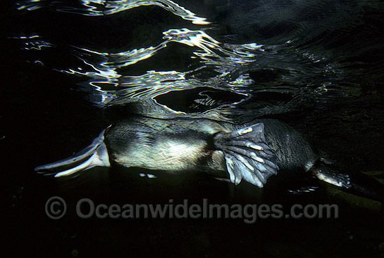 Duck-billed Platypus in rainforest stream photo