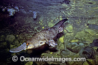 Platypus in rainforest stream Photo - Gary Bell