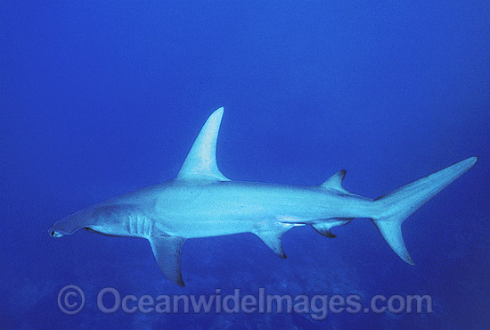 Great Hammerhead Shark (Sphyrna mokarran). Rowley Shoals, Western Australia Photo - Gary Bell Great Hammerhead Shark (Sphyrna mokarran). Rowley Shoals, Western Australia Photo - Gary Bell