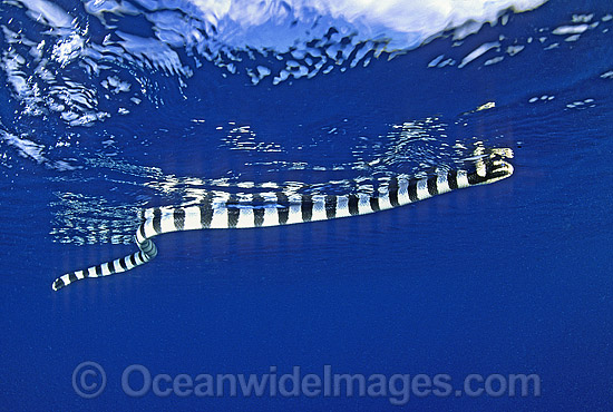 Banded Sea Snake Laticauda colubrina photo
