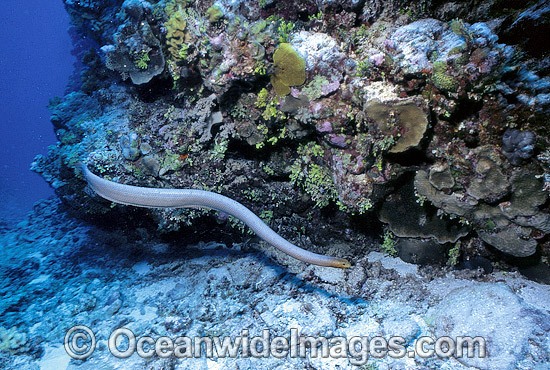 Olive Sea Snake (Aipysurus laevis) searching for prey. Also known as Golden Sea Snake. Great Barrier Reef, Queensland, Australia Photo - Gary Bell