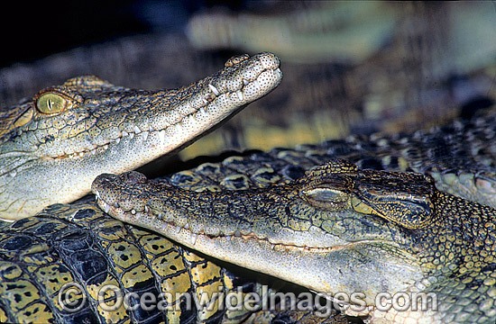 Estuarine Crocodiles photo