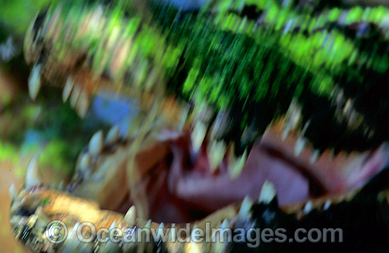 Estuarine Crocodile jaws photo Estuarine Crocodile jaws photo