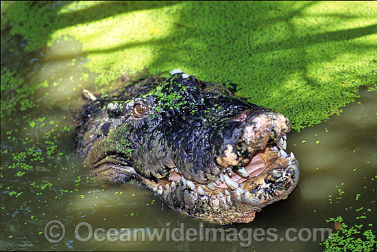 Estuarine Crocodile head photo