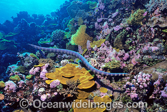 Turtlehead Sea Snake Emydocephalus annulatus photo Turtlehead Sea Snake Emydocephalus annulatus photo