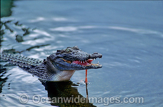 Estuarine Crocodile feeding photo Estuarine Crocodile feeding photo
