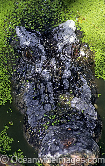 Estuarine Crocodile head photo Estuarine Crocodile head photo