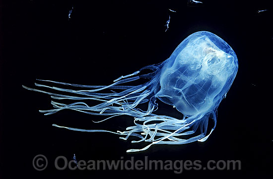 Box Jellyfish feeding mode photo