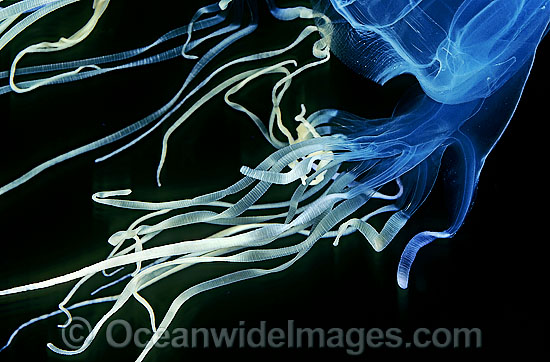 Close detail of extremely venomous Box Jellyfish (Chironex fleckeri) tentacles. Also known as Sea Wasp. Northern Australia Photo - Gary Bell