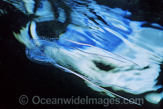 Jimble Box Jellyfish Carybdea rastoni photo