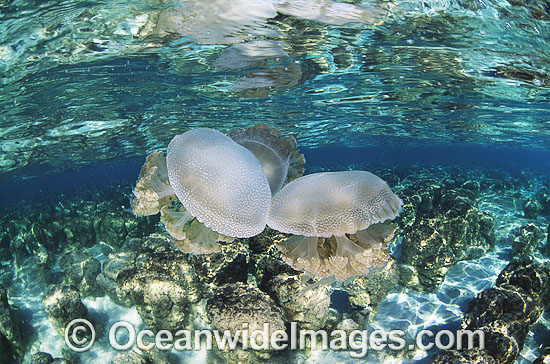 Jellyfish (Phyllorhiza peronlesueuri) amongst stromatolites (unique humps of single celled Blue-green Algae). Hamelin Pool, Western Australia. Photo - Gary Bell Jellyfish (Phyllorhiza peronlesueuri) amongst stromatolites (unique humps of single celled Blue-green Algae). Hamelin Pool, Western Australia. Photo - Gary Bell