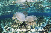 Jellyfish Phyllorhiza peronlesueuri stromatolites Photo - Gary Bell