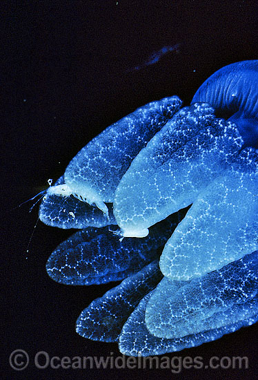 Blubber Jellyfish (Catostylus mosaicus) with captured Shrimp in stinging tentacles. Also known as Jelly Blubber. Queensland, Australia Photo - Gary Bell Blubber Jellyfish (Catostylus mosaicus) with captured Shrimp in stinging tentacles. Also known as Jelly Blubber. Queensland, Australia Photo - Gary Bell