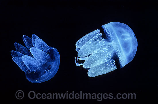 Blubber Jellyfish (Catostylus mosaicus) with captured Shrimp in stinging tentacles. Also known as Jelly Blubber. Queensland, Australia Photo - Gary Bell Blubber Jellyfish (Catostylus mosaicus) with captured Shrimp in stinging tentacles. Also known as Jelly Blubber. Queensland, Australia Photo - Gary Bell