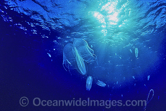 Comb Jellyfish Leucothea sp. photo