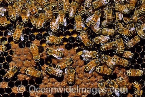 Worker Bees storing pollen in honeycomb photo