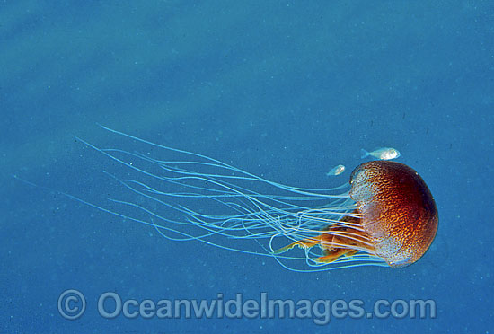 Juvenile Fish with Jellyfish (Chrysaora southcotti). Southern Australia Photo - Gary Bell