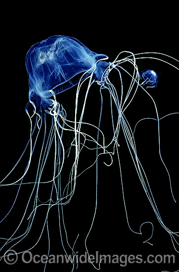 Extremely venomous Box Jellyfish (Chironex fleckeri) in hunting mode. Also known as Sea Wasp. Northern Australia Photo - Gary Bell Extremely venomous Box Jellyfish (Chironex fleckeri) in hunting mode. Also known as Sea Wasp. Northern Australia Photo - Gary Bell