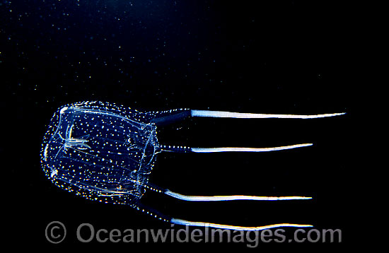 Jimble Box Jellyfish (Carybdea rastoni). Also known as Sea Wasp. Southern Australia Photo - Gary Bell Jimble Box Jellyfish (Carybdea rastoni). Also known as Sea Wasp. Southern Australia Photo - Gary Bell