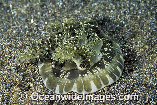 Upside-down Jellyfish (Cassiopea sp.). North Queensland Australia Photo - Gary Bell