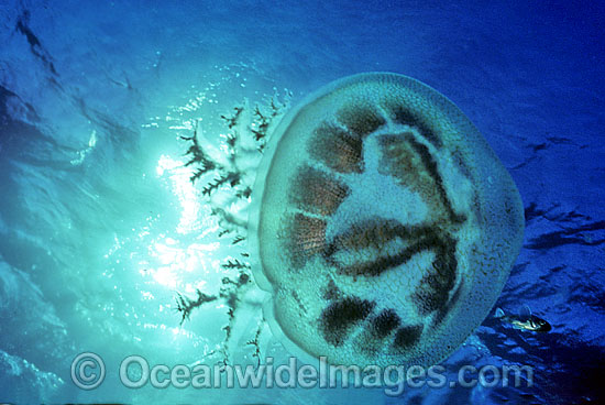 Jellyfish (Pseudorhiza haeckeli). Southern Australia Photo - Gary Bell Jellyfish (Pseudorhiza haeckeli). Southern Australia Photo - Gary Bell