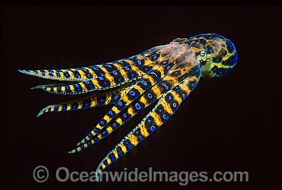 Blue-ringed Octopus Hapalochlaena maculosa photo