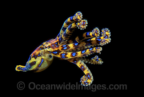 southern-blue-ringed-octopus-24M1633-27.