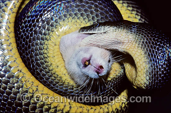 Water Pytho feeding on a rat photo Water Pytho feeding on a rat photo