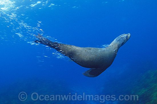 Australian Fur Seal Montague Island photo