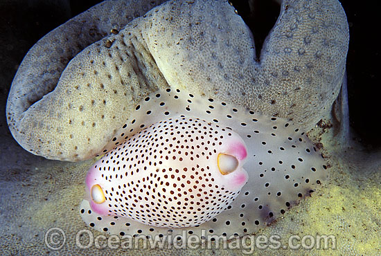 Toe-nail Cowry Calpurnus verrucosus photo