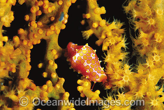 Ovulid Cowry (Crenavolva rosewateri) feeding upon Gorgonian Fan Coral. Great Barrier Reef, Queensland, Australia Photo - Gary Bell Ovulid Cowry (Crenavolva rosewateri) feeding upon Gorgonian Fan Coral. Great Barrier Reef, Queensland, Australia Photo - Gary Bell