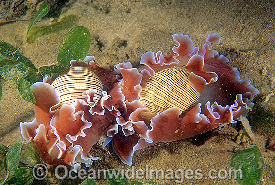 Bubble Snails Hydatina physis photo Bubble Snails Hydatina physis photo