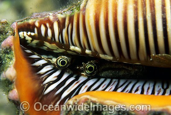 Eye detail of Scorpion Shell photo