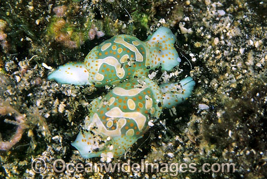 Sea Snails Haminoea cymbalum photo