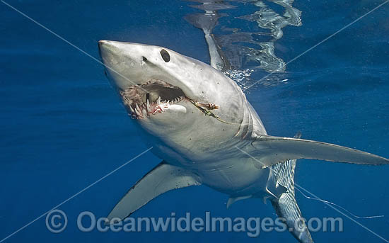 Shortfin Mako Shark photo