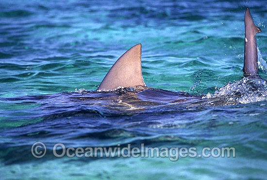 Bull Shark photo