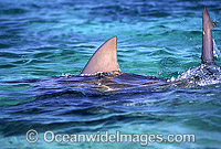 Bull Shark Photo - Chris & Monique Fallows