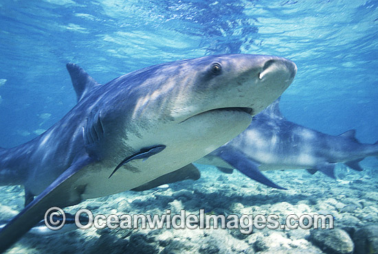Bull Shark Carcharhinus leucas photo Bull Shark Carcharhinus leucas photo