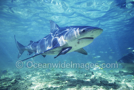 Bull Shark Carcharhinus leucas photo